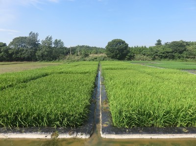 Journal of Integrative Agriculture|华中地区双季稻双直播模式下超短生育期水稻品种产量与抗倒性表现